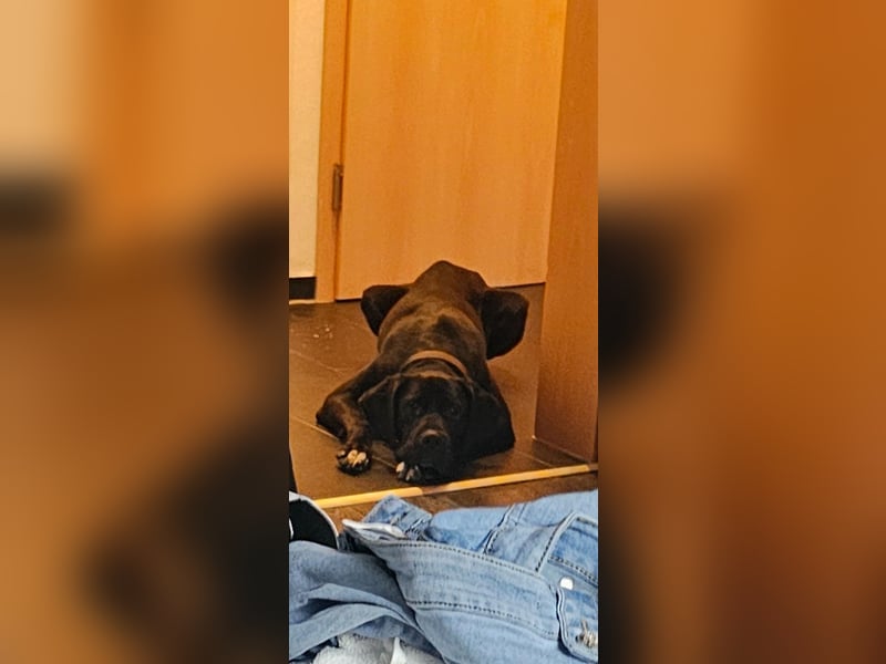 Gut erzogene Liebe Hündin Aiyla