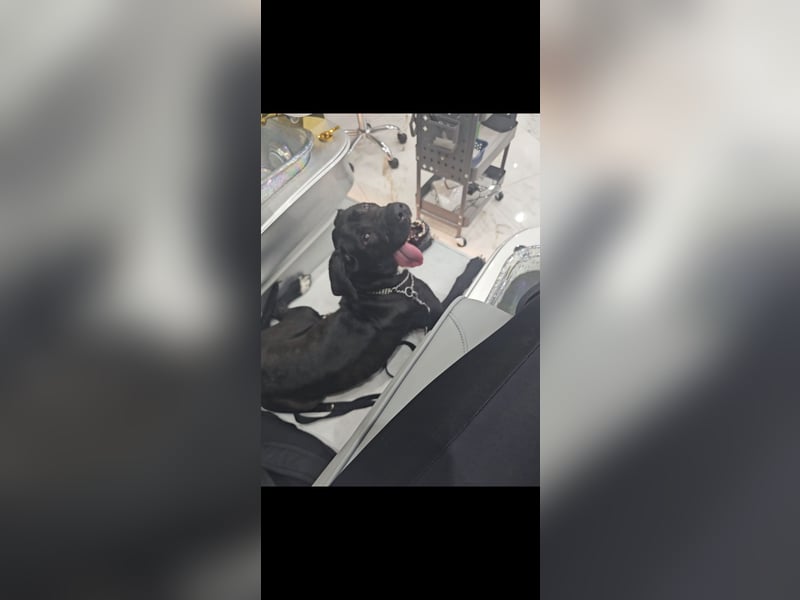 Gut erzogene Liebe Hündin Aiyla