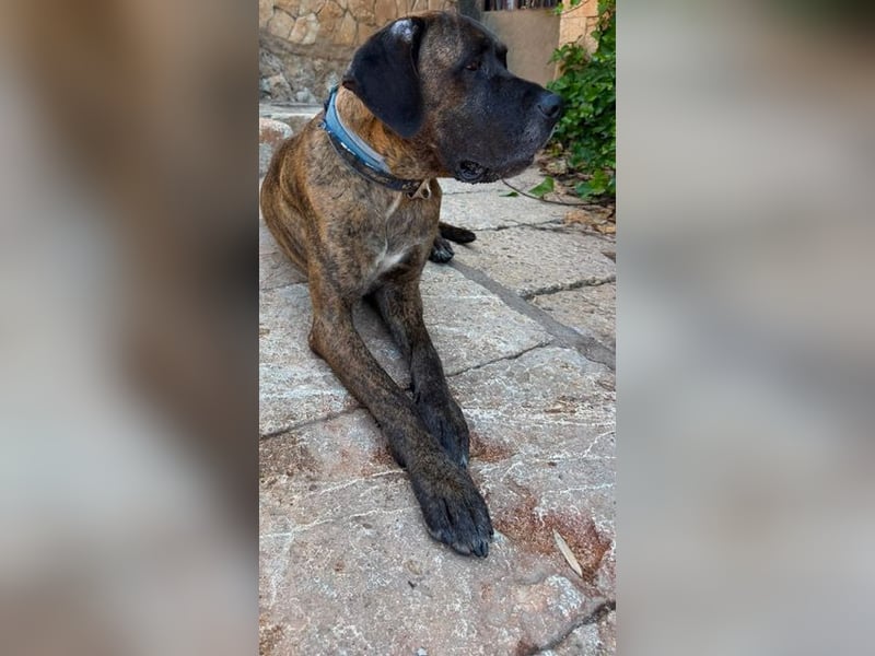 Ares ist eine gestandene Hündin