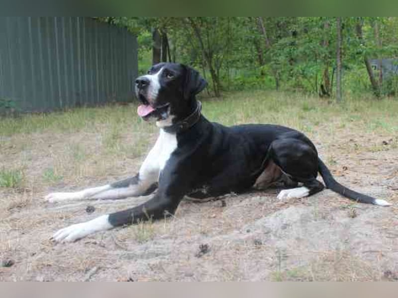 Manetti, Doggenmix, geb. 2024, sensibler Riese mit Herz sucht Zuhause