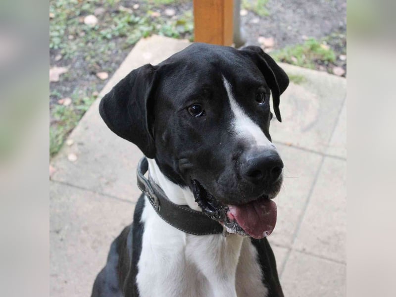 Manetti, Doggenmix, geb. 2024, sensibler Riese mit Herz sucht Zuhause