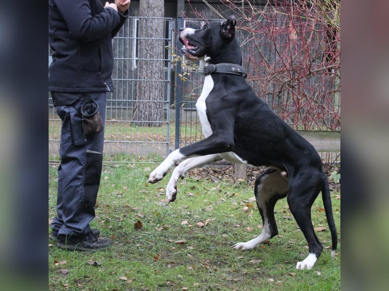 Manetti, Doggenmix, geb. 2024, sensibler Riese mit Herz sucht Zuhause