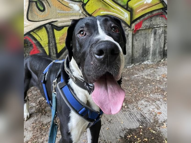 Manetti, Doggenmix, geb. 2024, sensibler Riese mit Herz sucht Zuhause