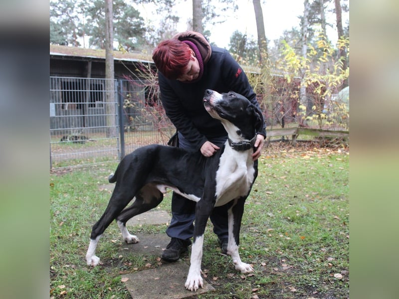 Manetti, Doggenmix, geb. 2024, sensibler Riese mit Herz sucht Zuhause