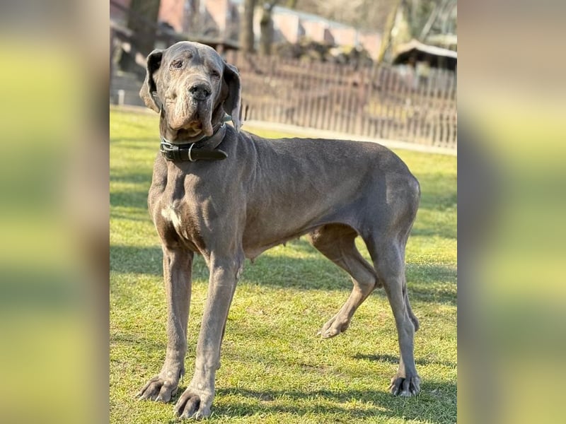 KLEA - wir suchen Kenner und Liebhaber dieser Hunderasse für die freundliche Maus!