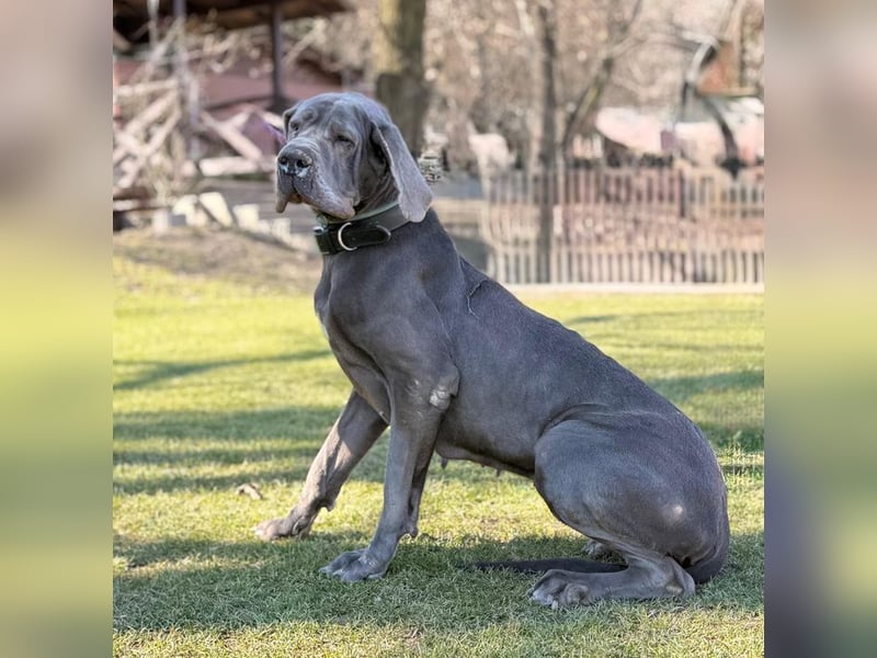 KLEA - wir suchen Kenner und Liebhaber dieser Hunderasse für die freundliche Maus!