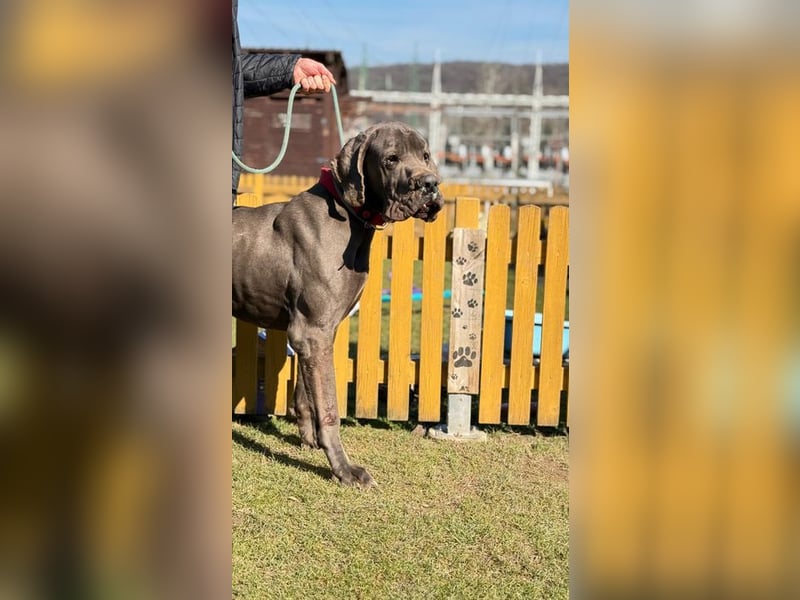 ARES - der brave + soziale große Junge sucht ein Zuhause bei hundeerfahrenen, konsequenten Menschen!