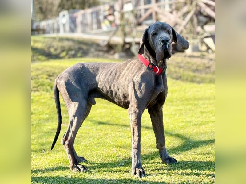 ARES - der brave + soziale große Junge sucht ein Zuhause bei hundeerfahrenen, konsequenten Menschen!