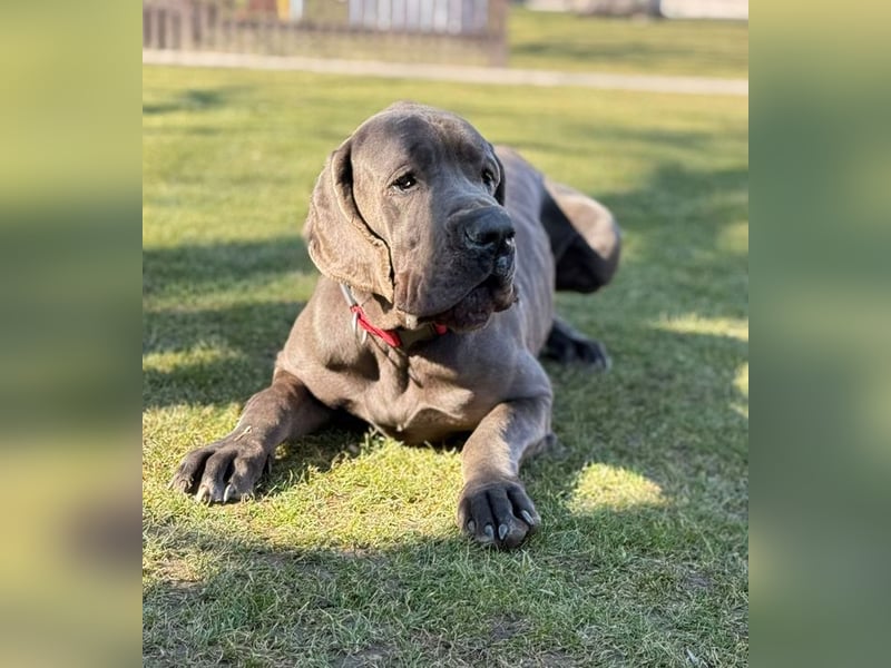 ARES - der brave + soziale große Junge sucht ein Zuhause bei hundeerfahrenen, konsequenten Menschen!