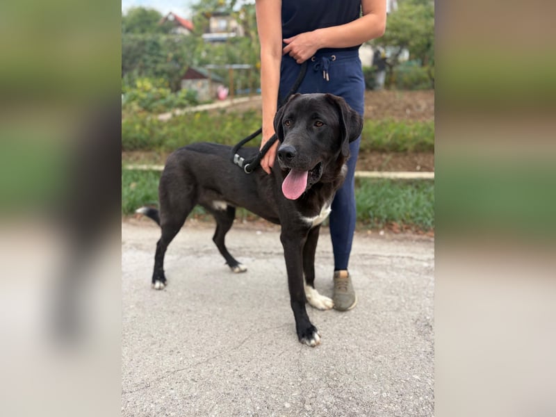 BARNEY - eine Dogge (Mischling) für Kenner dieser Hunderasse