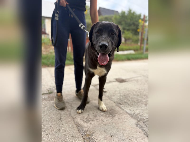 BARNEY - eine Dogge (Mischling) für Kenner dieser Hunderasse