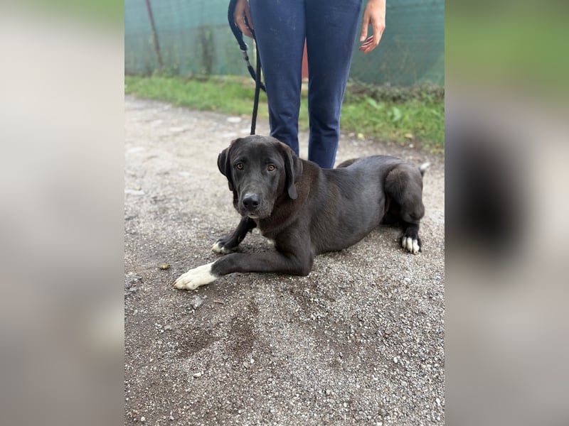 BARNEY - eine Dogge (Mischling) für Kenner dieser Hunderasse