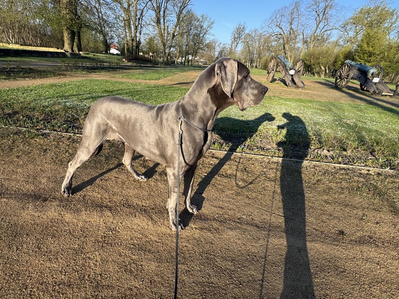 Blaue Deutsche Doggen im Juni (NRW)