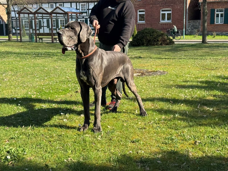 Blaue Deutsche Doggen im Juni (NRW)