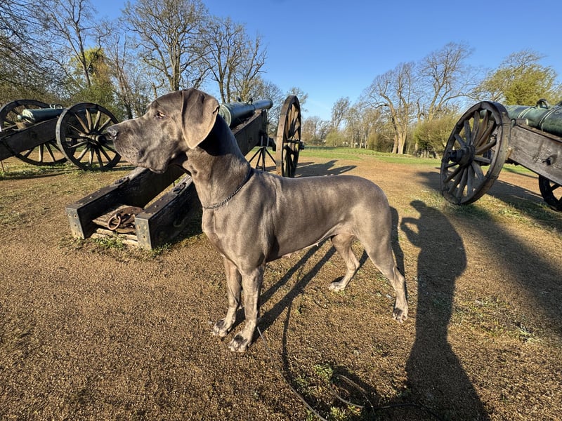 Blaue Deutsche Doggen im Juni (NRW)