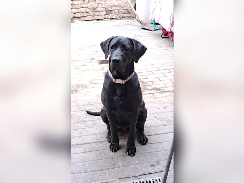 Doge-Labrador Mix Hündin