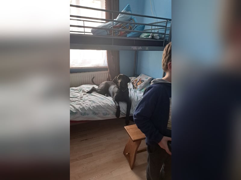 Doge-Labrador Mix Hündin