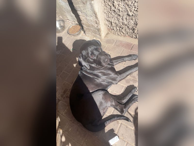 Doge-Labrador Mix Hündin