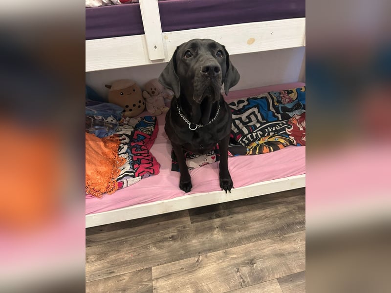 Doge-Labrador Mix Hündin