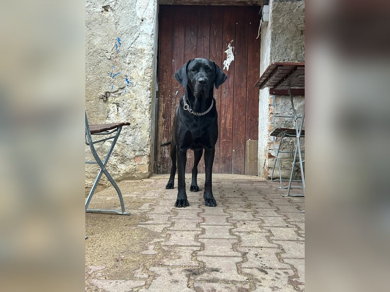 Doge-Labrador Mix Hündin