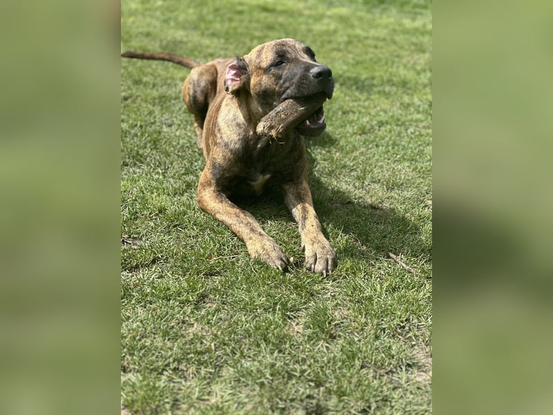 Junge Hundemädchen suchen ein Kuscheliges Körbchen auf Lebzeit