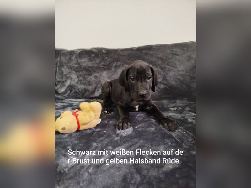 Reinrassige Deutsche Doggen Welpen