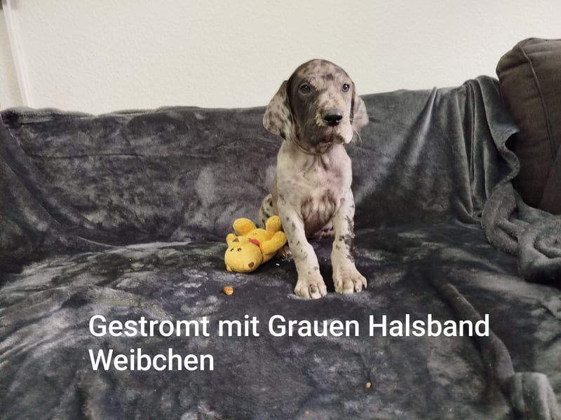 Reinrassige Deutsche Doggen Welpen