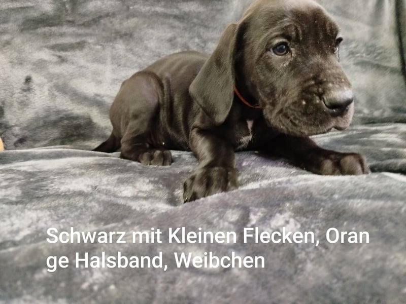 Reinrassige Deutsche Doggen Welpen