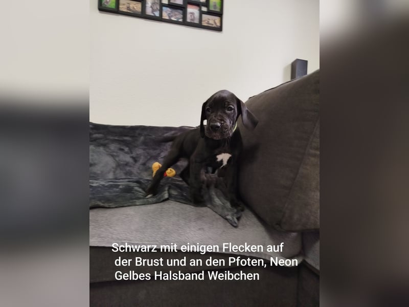 Reinrassige Deutsche Doggen Welpen