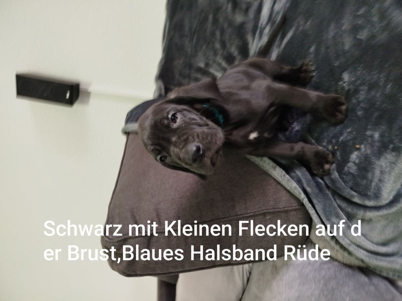 Reinrassige Deutsche Doggen Welpen