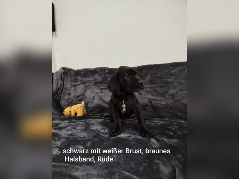 Reinrassige Deutsche Doggen Welpen