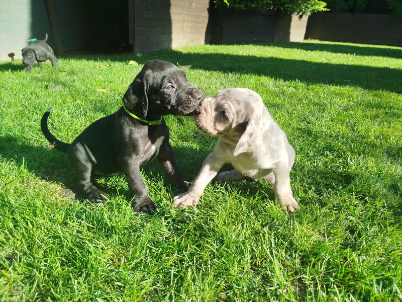 Reinrassige Deutsche Doggen Welpen