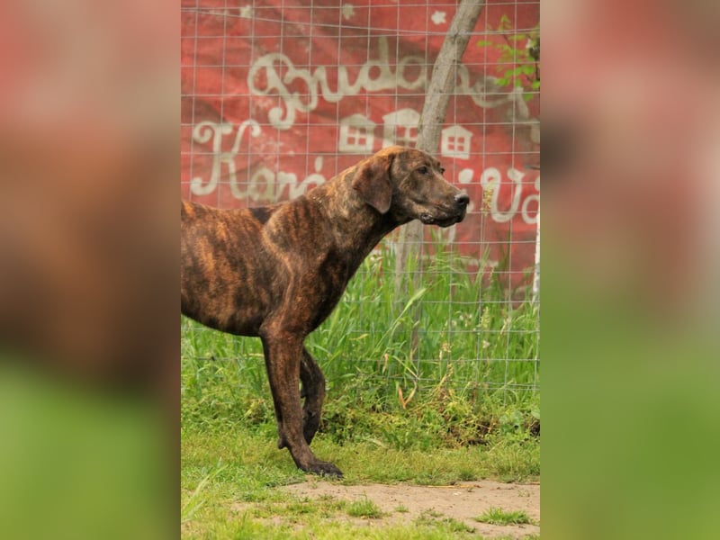 Brenda LM – freundliche Doggen-Boxer-Mix-Hündin sucht liebevolles Zuhause