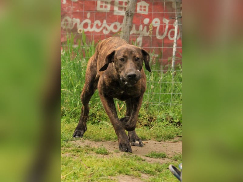 Brenda LM – freundliche Doggen-Boxer-Mix-Hündin sucht liebevolles Zuhause