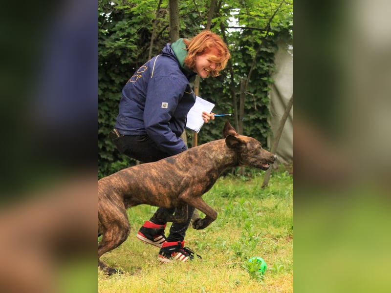 Brenda LM – freundliche Doggen-Boxer-Mix-Hündin sucht liebevolles Zuhause
