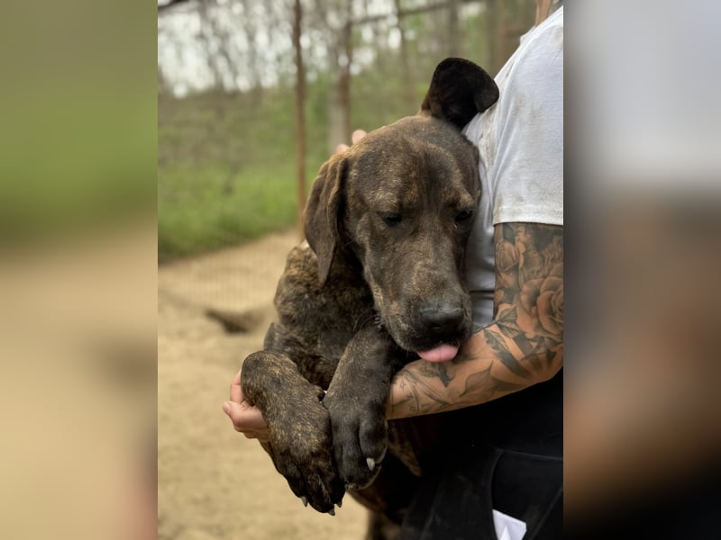 Brenda LM – freundliche Doggen-Boxer-Mix-Hündin sucht liebevolles Zuhause