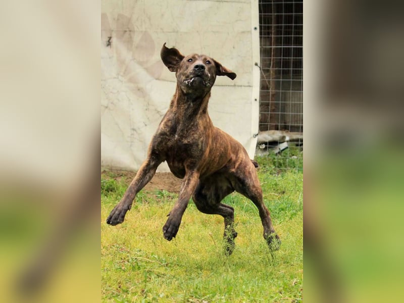 Brenda LM – freundliche Doggen-Boxer-Mix-Hündin sucht liebevolles Zuhause