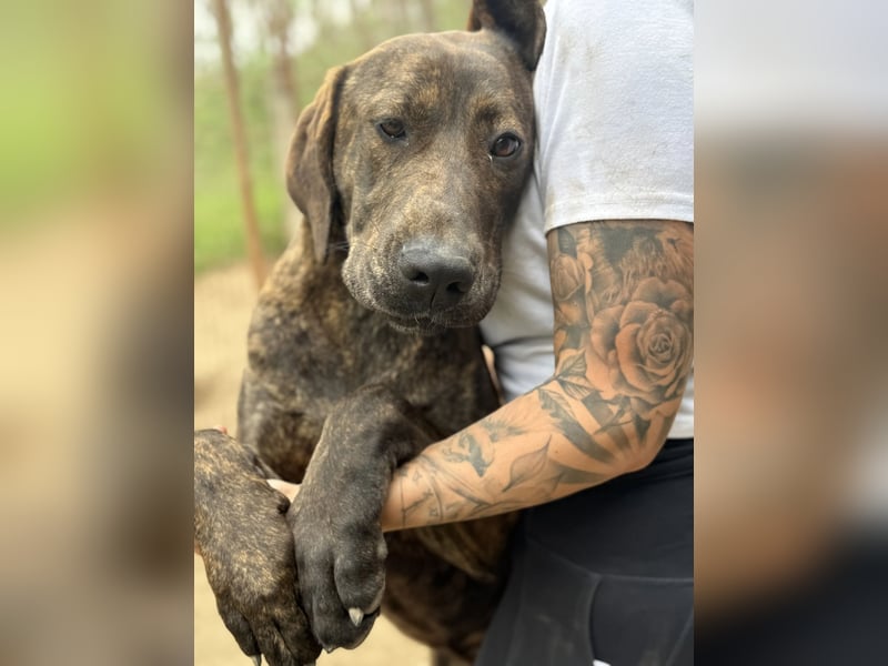 Brenda LM – freundliche Doggen-Boxer-Mix-Hündin sucht liebevolles Zuhause