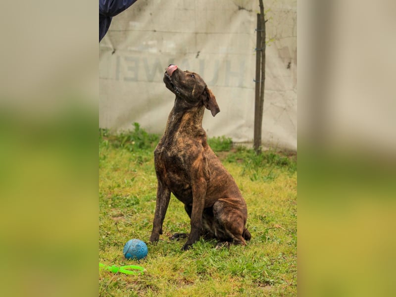 Brenda LM – freundliche Doggen-Boxer-Mix-Hündin sucht liebevolles Zuhause