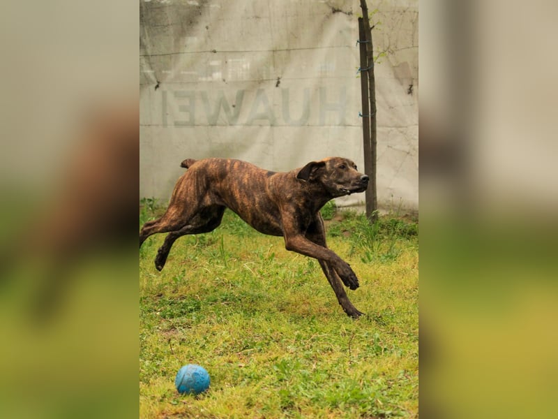 Brenda LM – freundliche Doggen-Boxer-Mix-Hündin sucht liebevolles Zuhause