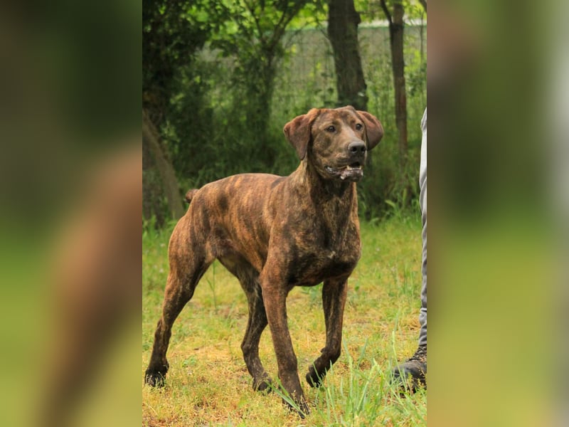 Brenda LM – freundliche Doggen-Boxer-Mix-Hündin sucht liebevolles Zuhause