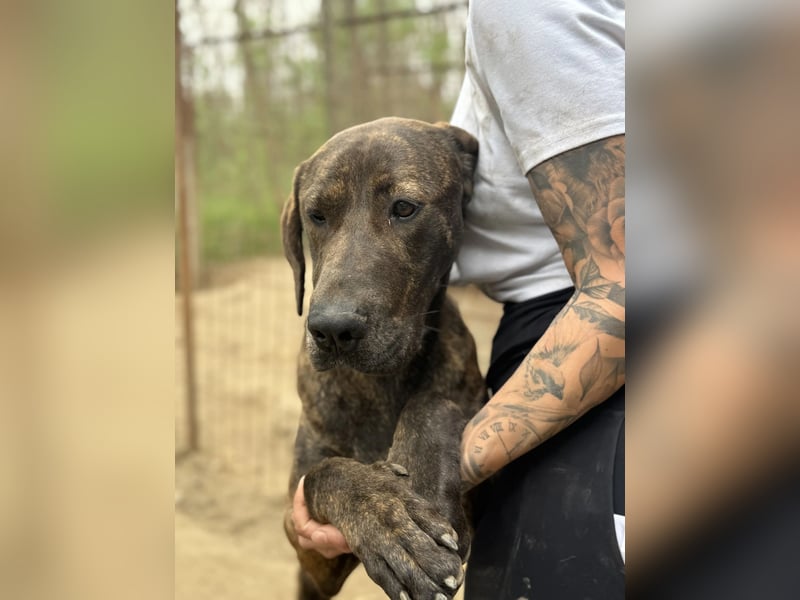 Brenda LM – freundliche Doggen-Boxer-Mix-Hündin sucht liebevolles Zuhause