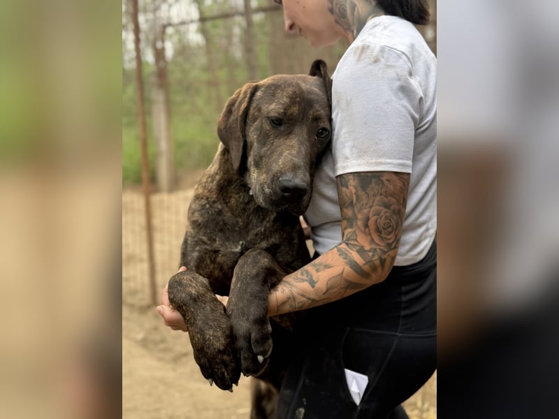 Brenda LM – freundliche Doggen-Boxer-Mix-Hündin sucht liebevolles Zuhause