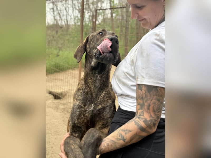 Brenda LM – freundliche Doggen-Boxer-Mix-Hündin sucht liebevolles Zuhause