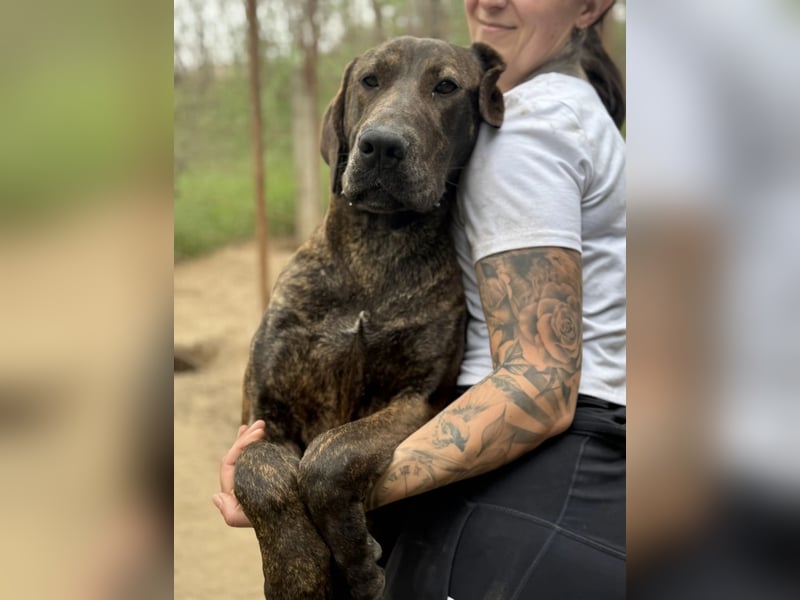 Brenda LM – freundliche Doggen-Boxer-Mix-Hündin sucht liebevolles Zuhause