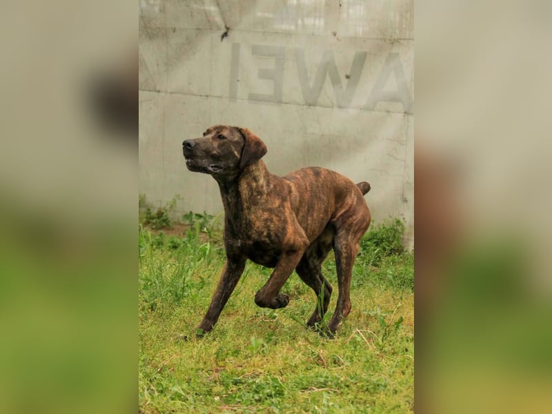Brenda LM – freundliche Doggen-Boxer-Mix-Hündin sucht liebevolles Zuhause