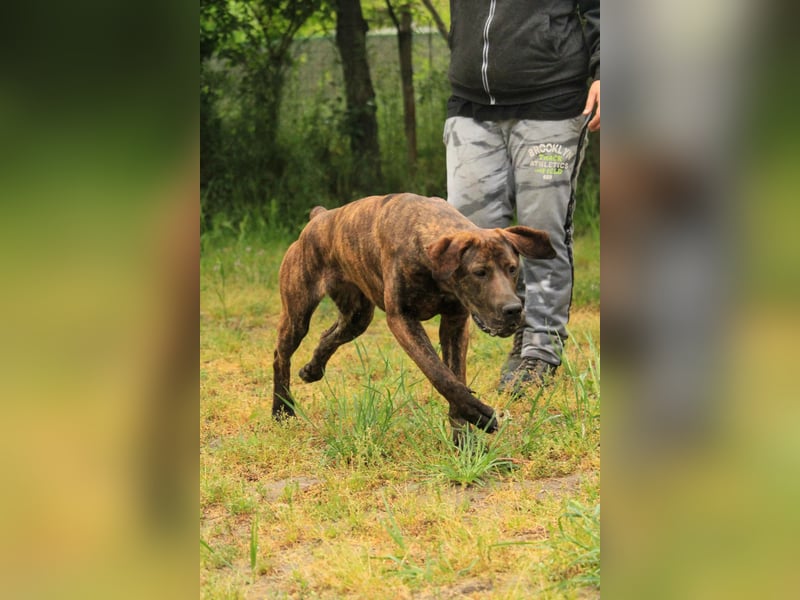 Brenda LM – freundliche Doggen-Boxer-Mix-Hündin sucht liebevolles Zuhause