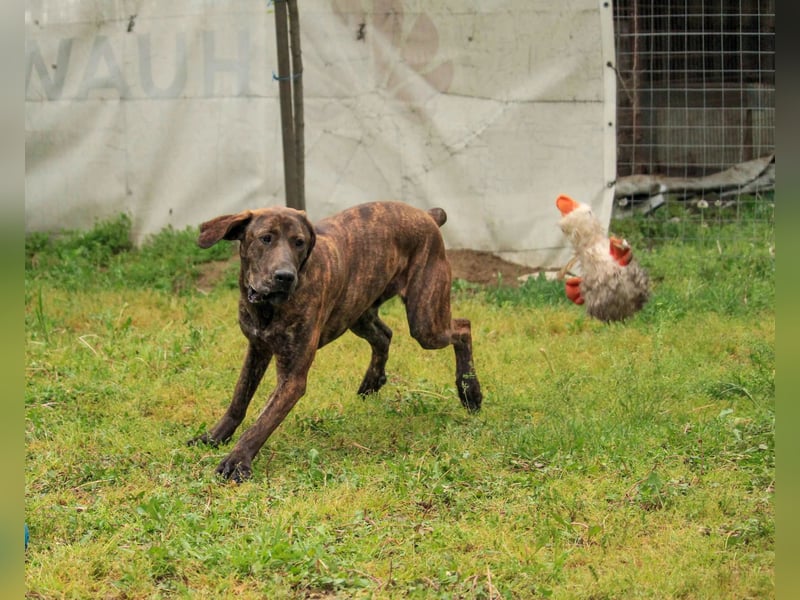 Brenda LM – freundliche Doggen-Boxer-Mix-Hündin sucht liebevolles Zuhause