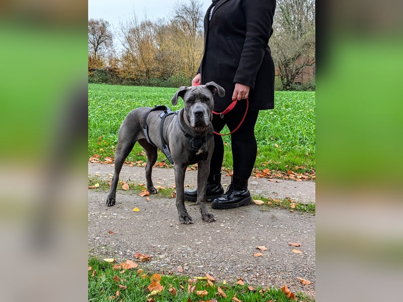 Rohdiamant Ronja sucht erfahrene Halter!