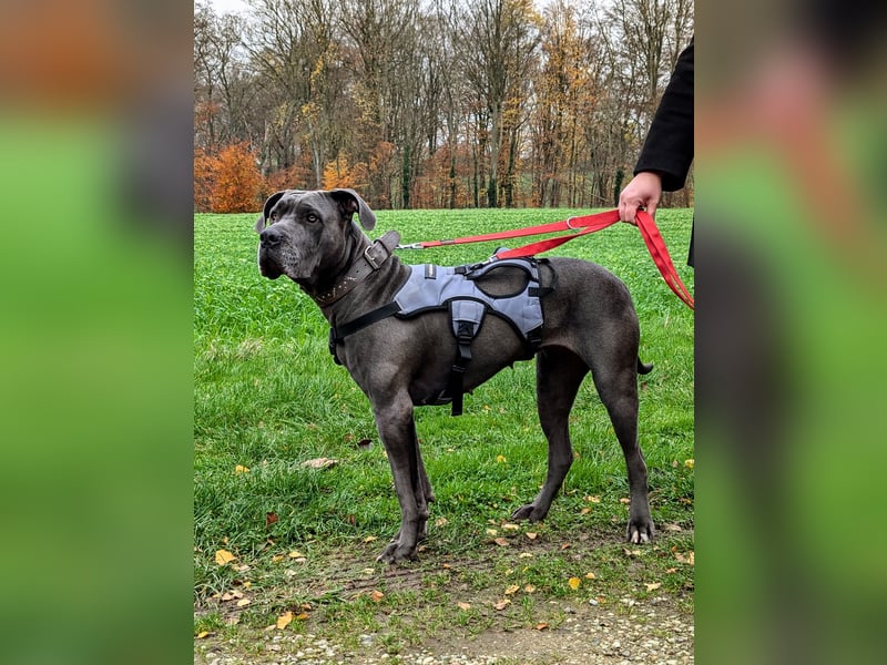 Rohdiamant Ronja sucht erfahrene Halter!
